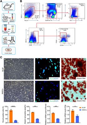 Constructing Injectable Bone-Forming Units by Loading a Subtype of Osteoprogenitors on Decellularized Bone Matrix Powders for Bone Regeneration